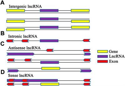 Mysterious long noncoding RNAs and their relationships to human disease